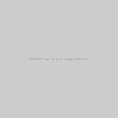 ATP1A3 Protein Vector (Human) (pPB-C-His)